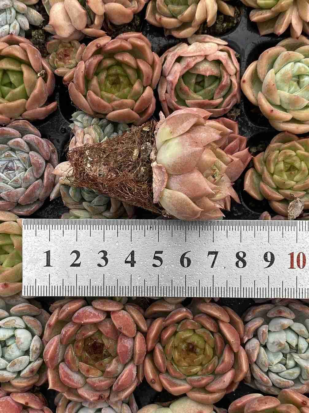 新発売 105苗 ジェニー・詰め合わせ 土と根付き 多肉植物 エケベリア