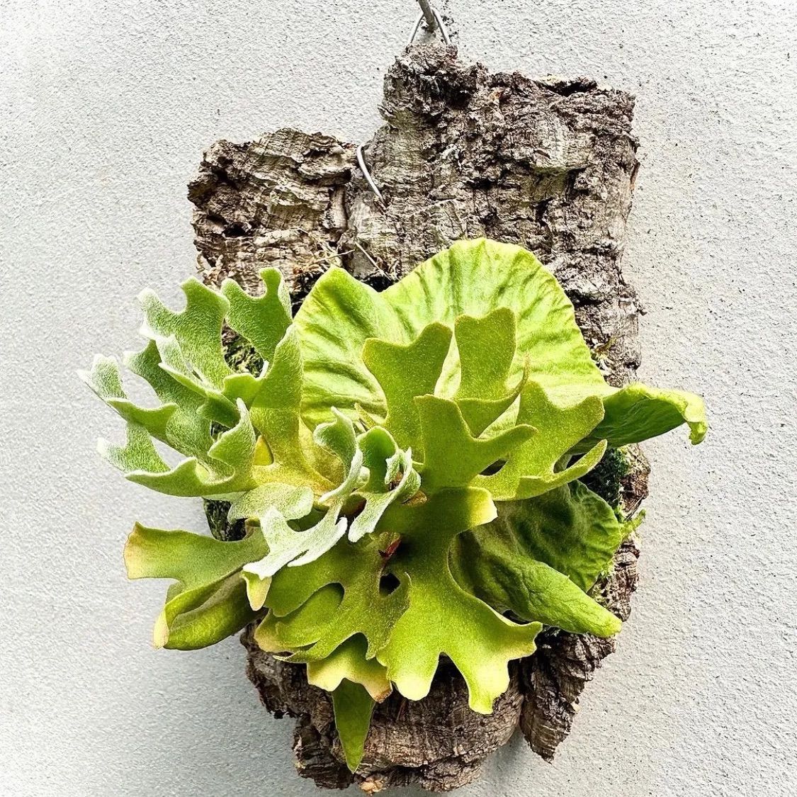 ビカクシダ リドレイ ドワーフ シルバー 小株 R-1 現品】ビカクシダ