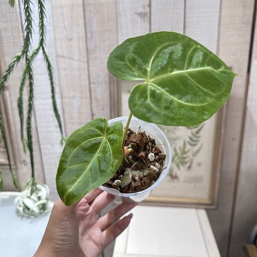 希少！ 観葉植物 アンスリウム Anthurium Magnificum 3.5号(個体おまかせ1鉢) インテリア 室内 オシャレ カワイイ 可愛い  室内 - メルカリ