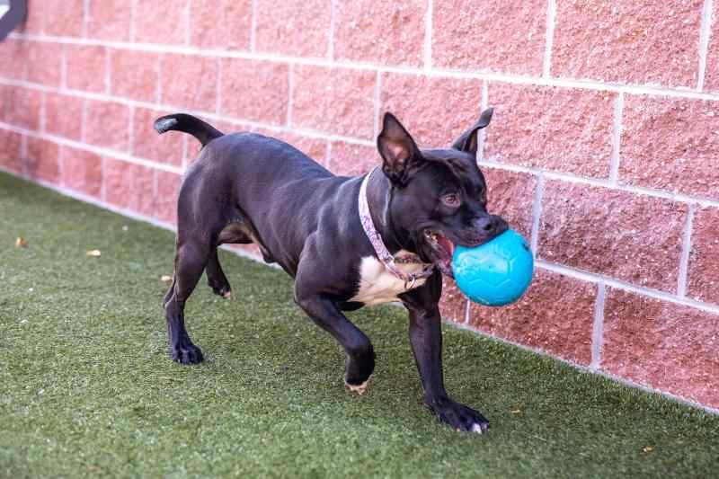 ジョリーペッツ Jolly Pets 犬用 ジョリー サッカーボール おもちゃ ドッグトイ ペット用 8インチ20.3cm オーシャンブルー ジョリーペッツ) Jolly Pets 犬用 ジョリー サッカーボール おもちゃ