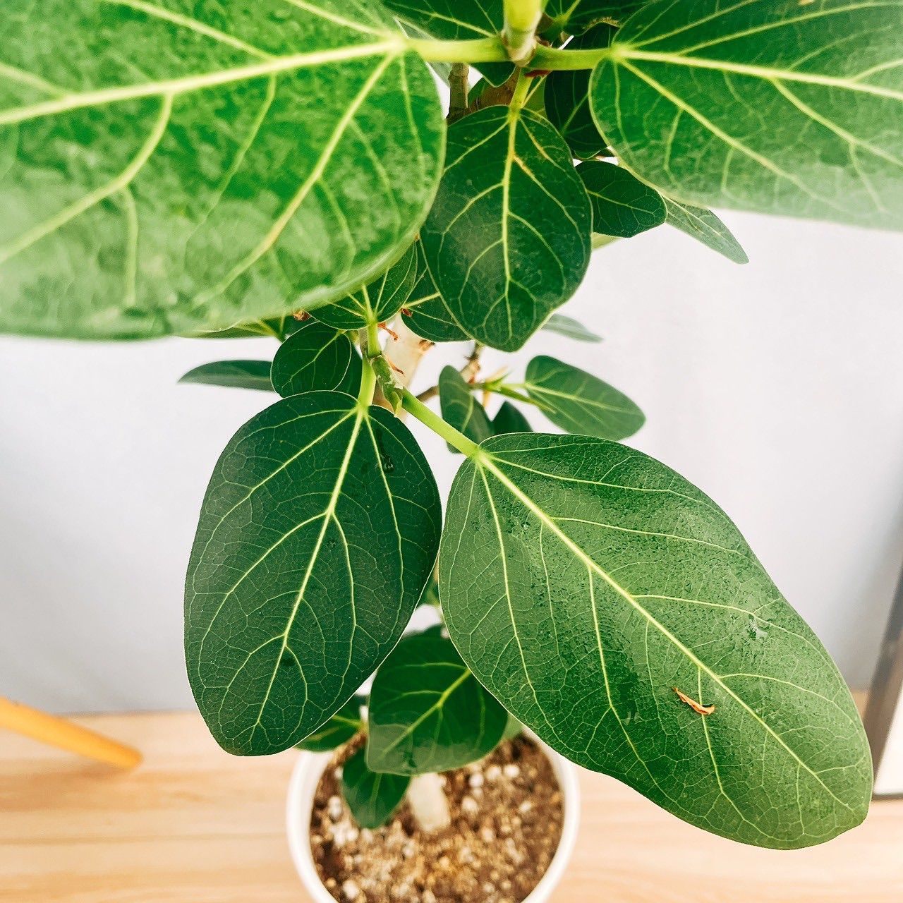 現品］☆おすすめ☆ 7番 フィカス ベンガレンシス 曲がり 8号 観葉植物