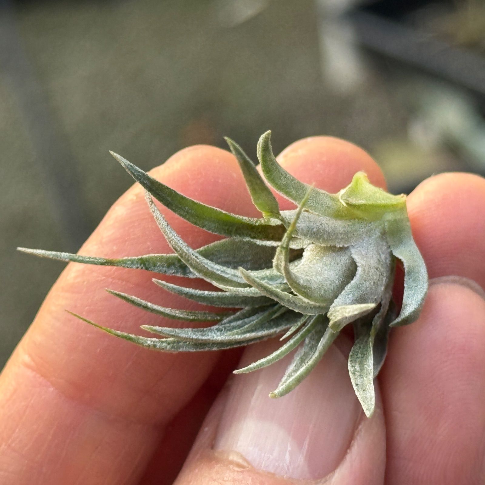 子株＊ チランジア カウツキー Tillandsia kautskyi＊エア