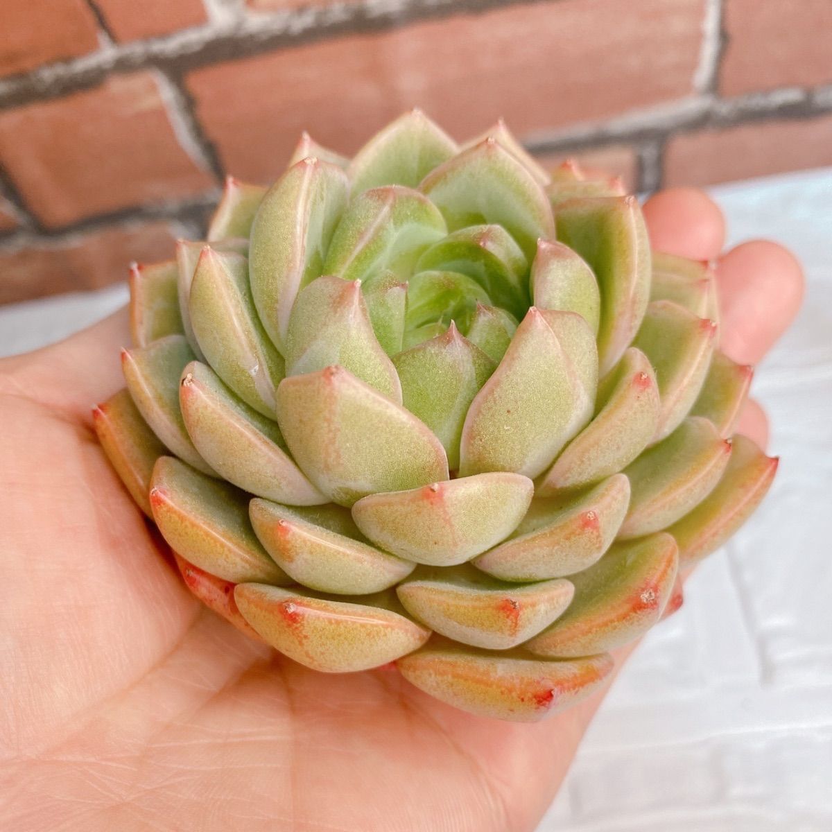 ティモシー 多肉植物 韓国苗 大きめ - メルカリ