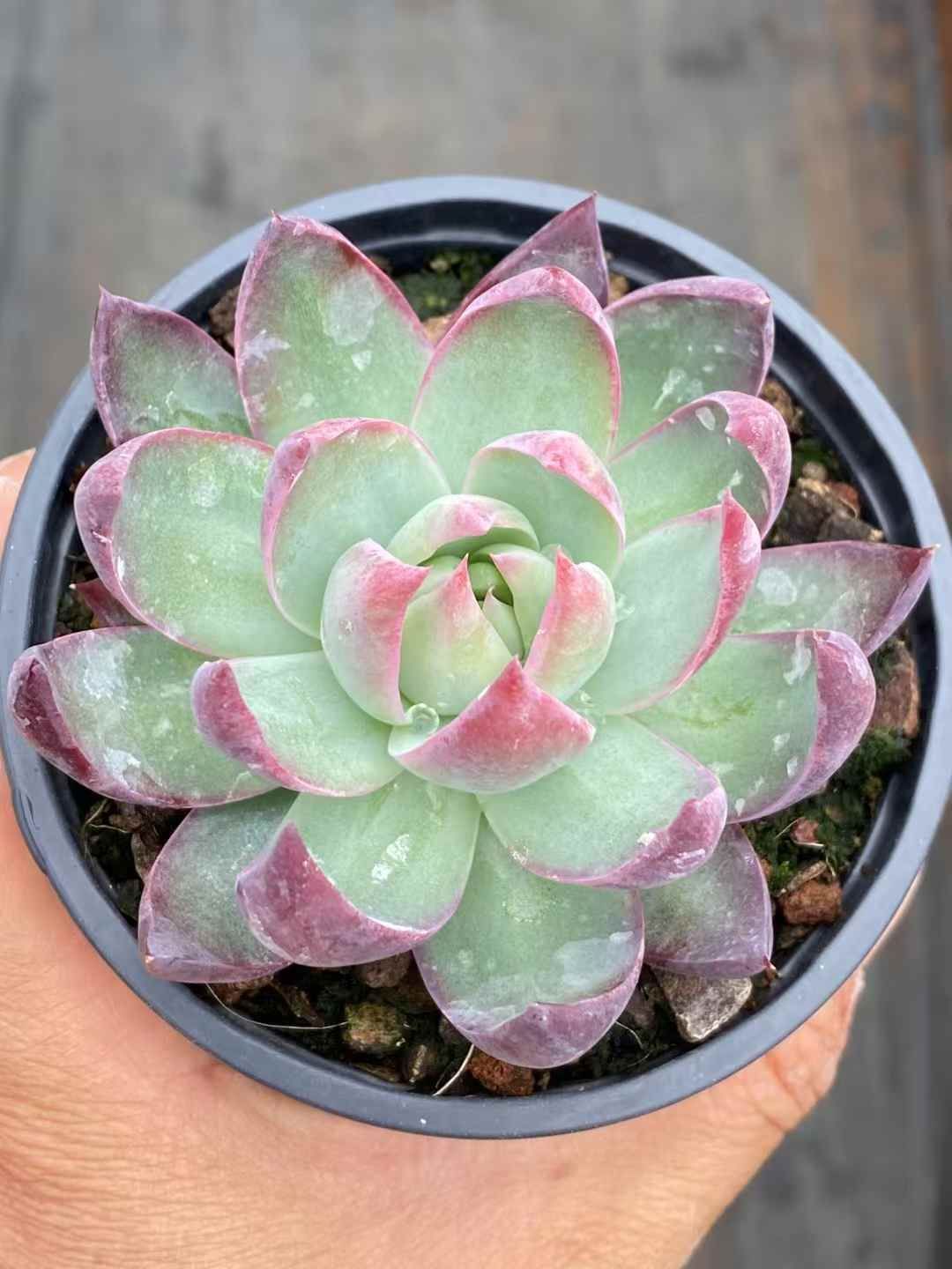 エケベリア 韓国苗