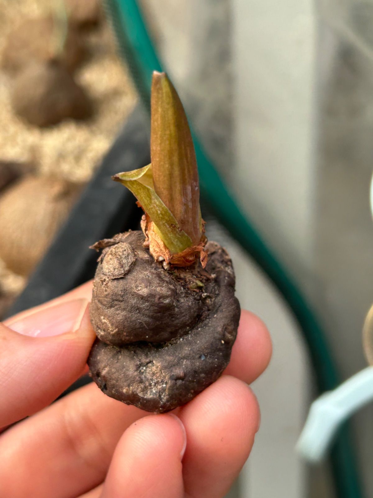 発芽Amorphophallus atroviridis アモルフォファルス アトロビリディス塊根植物 商品選べない アモルフォファルス  アトロビリディス/Amorphophallus.At mサイズ - メルカリ