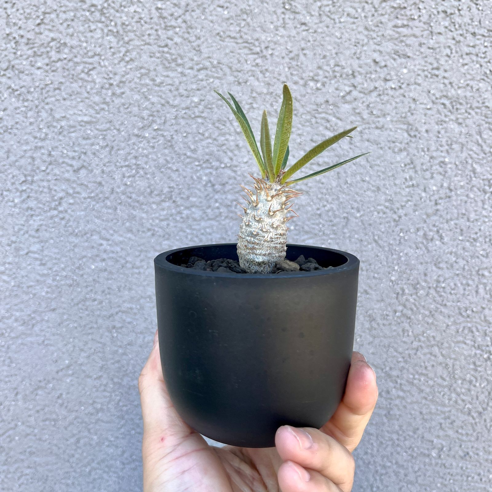 パキポディウム・グラキリス 実生株｜Pachypodium rosulatum var