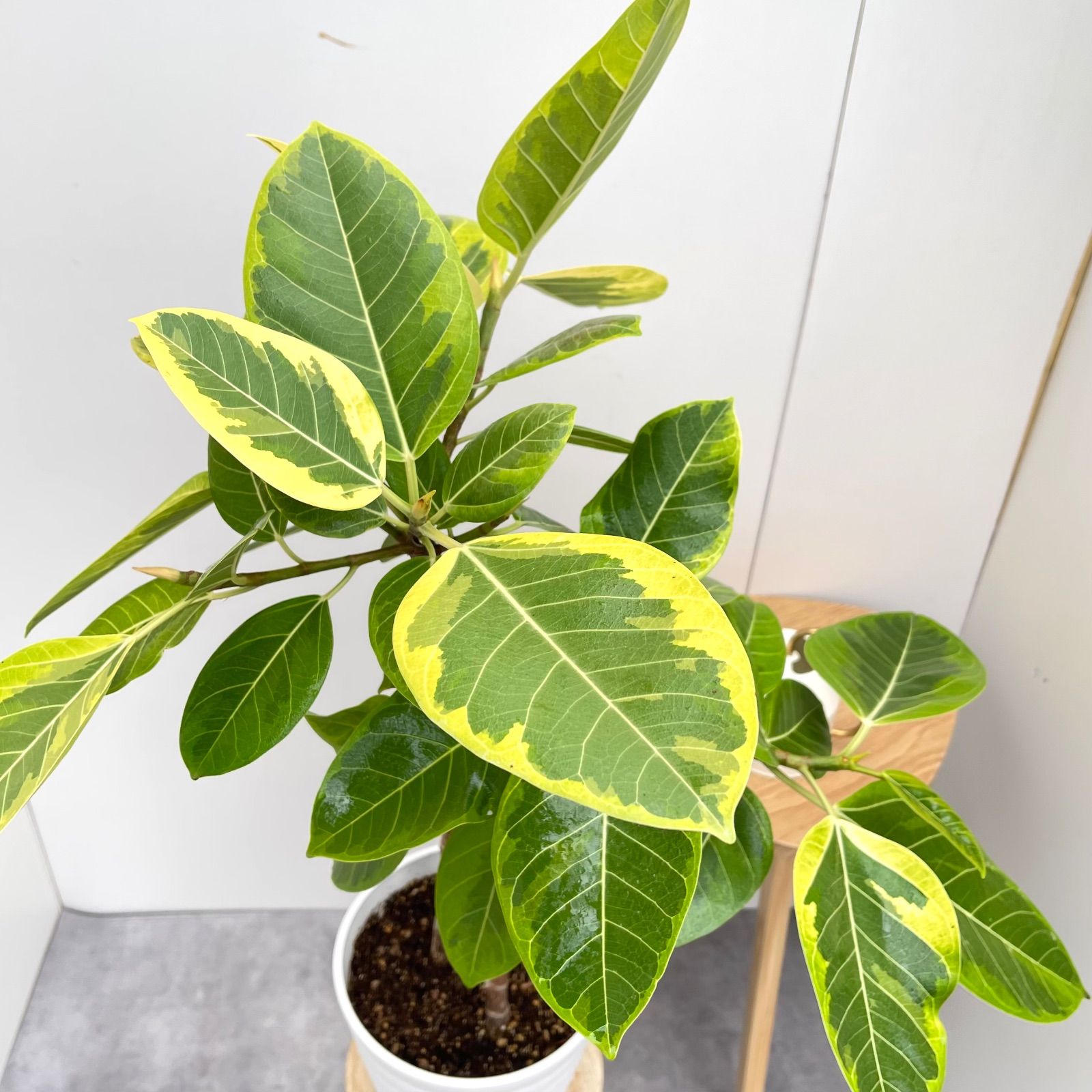 フィカス アルテシマ 2本植え 3【現品】観葉植物 室内 7号 - メルカリ