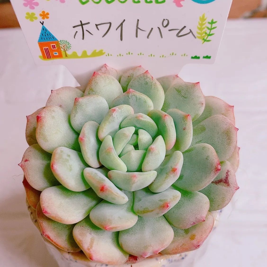 ホワイトパーム多肉植物 韓国苗 大きめ❣➁ - メルカリ