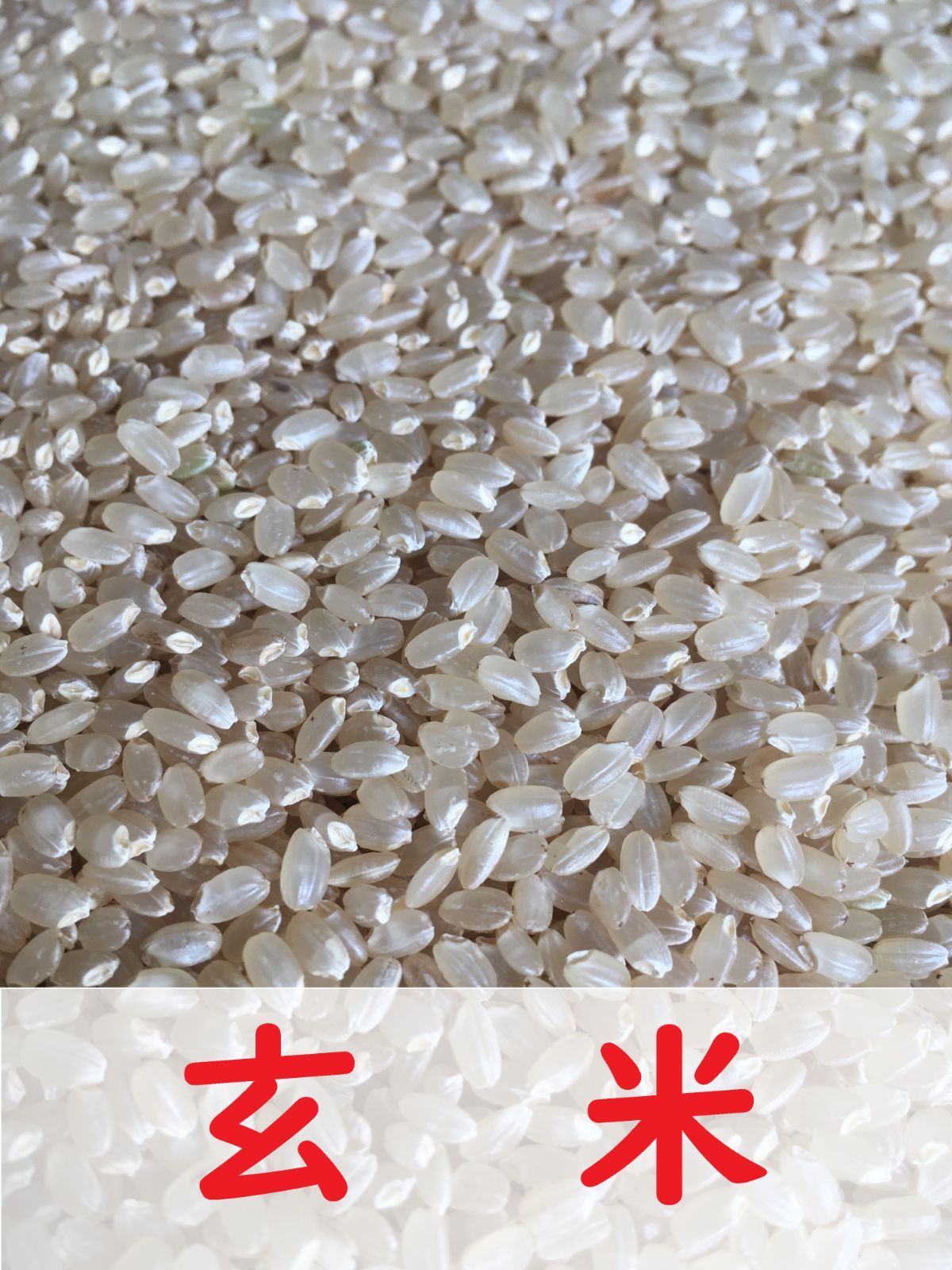 完売しました】令和7年 つや姫 玄米30kg 宮城県産 新米 農家