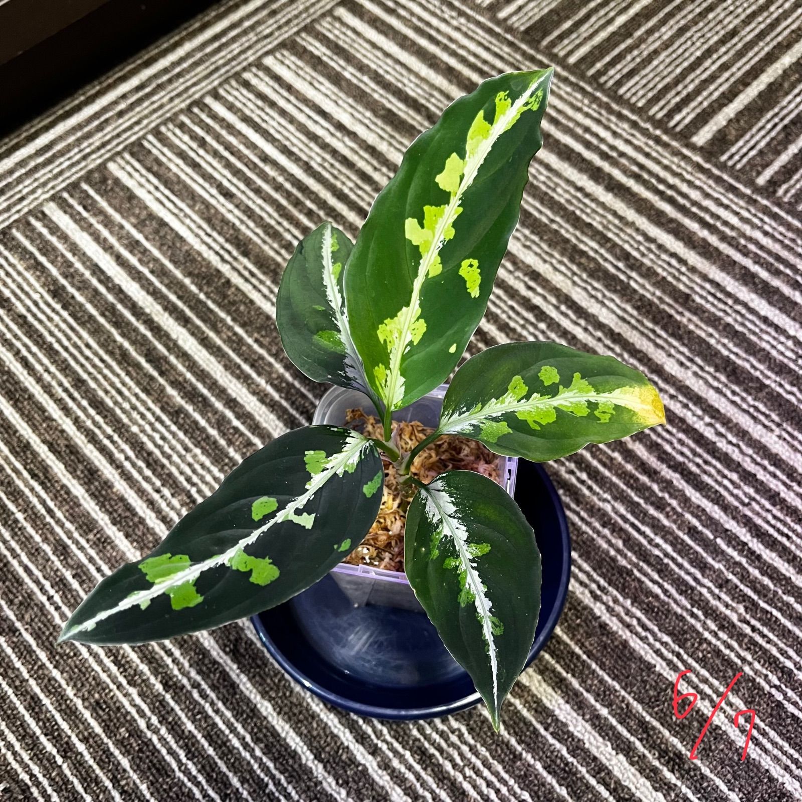 アグラオネマ ピクタム ちゃんぷーる [AZ便] Aglaonema pictum “ちゃん