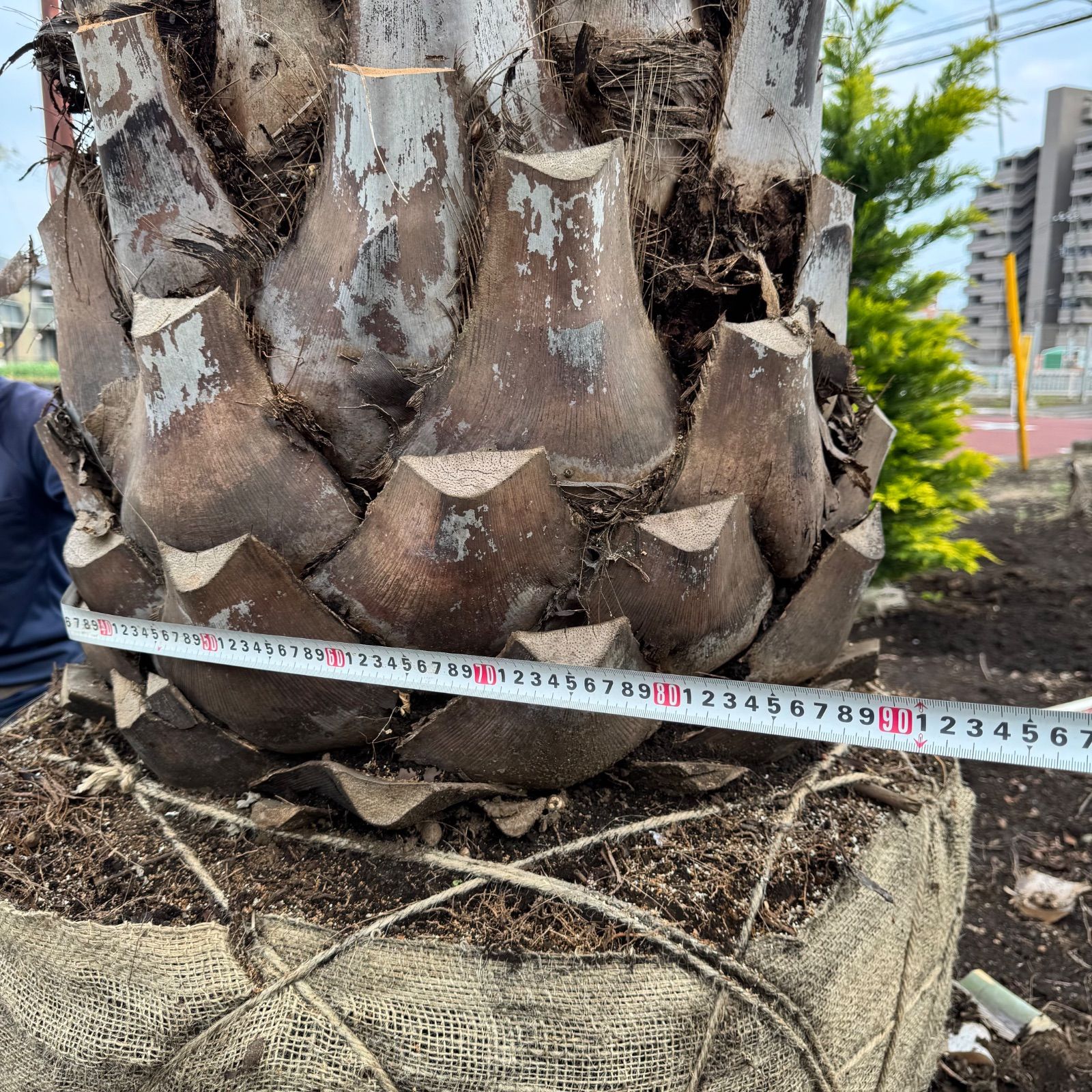 4m】ココスヤシ - メルカリ