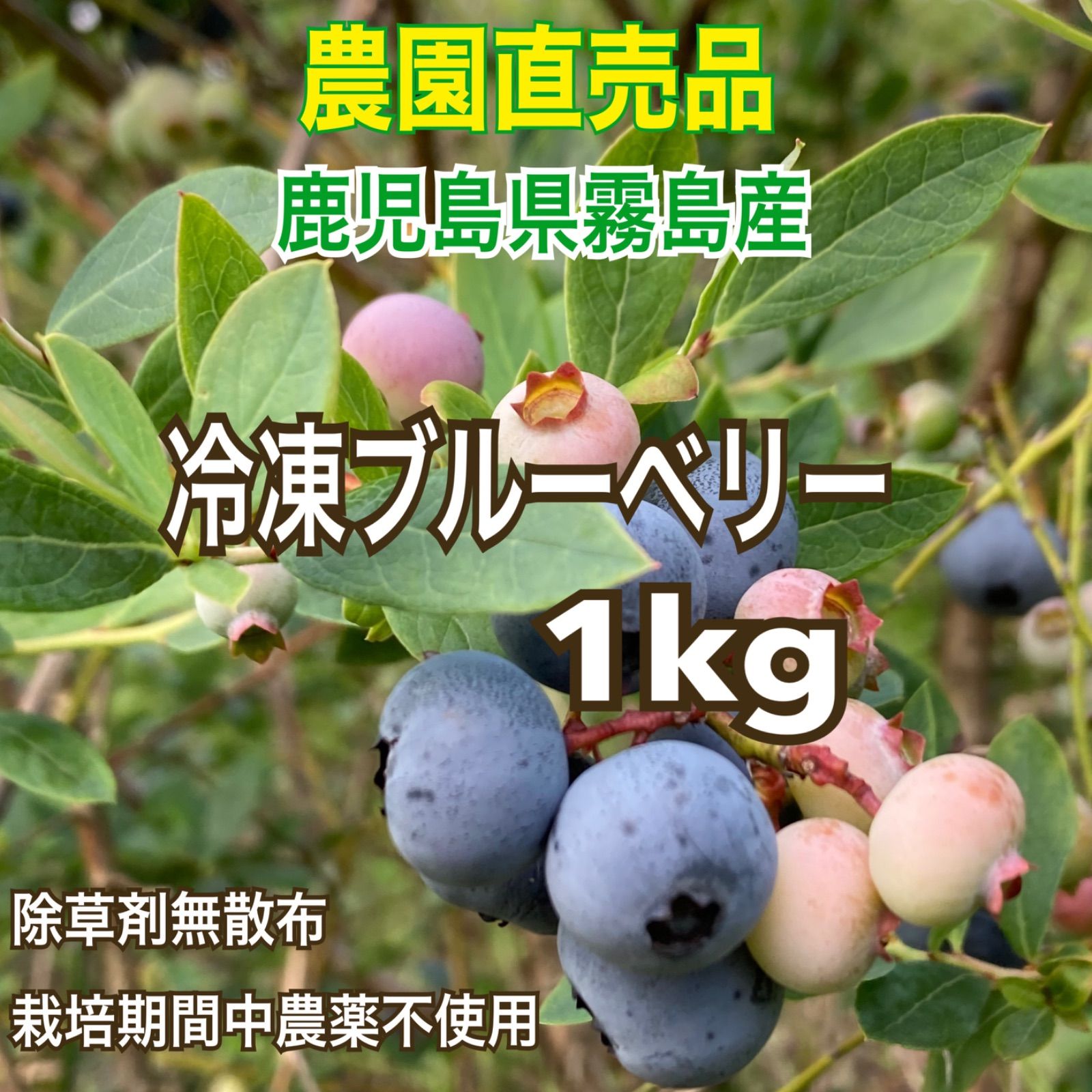 特売品☆冷凍ブルーベリー 4Kg ☆無農薬 スムージー ジャム ケーキ