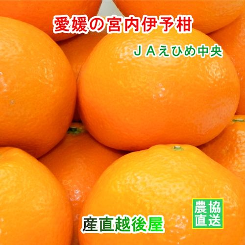 愛媛県の農協 JAえひめ中央 愛媛の宮内伊予柑 2L 10kg 農協産地直送便でお届け 送料無料【フルーツ ギフト グルメ プレゼント】