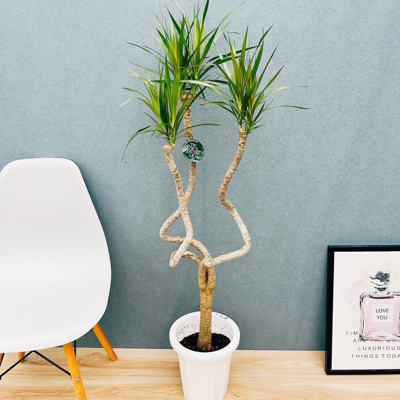 現品］3番 ドラセナコンシンネレインボー 8号 観葉植物 室内 大型