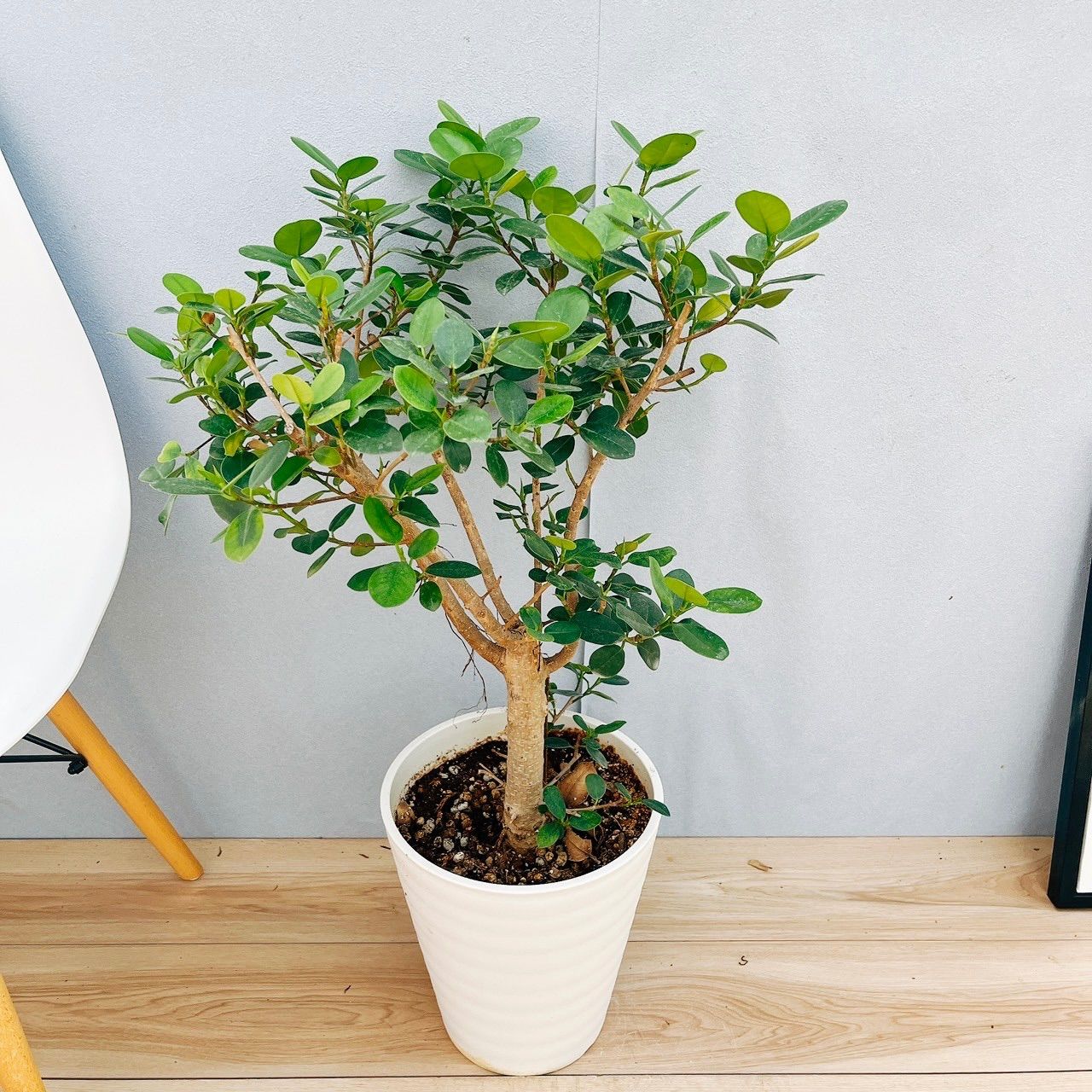 観葉植物　パンダガジュマル　８号ポット　多幸の木 観葉植物パンダガジュマル8号ポット多幸の木