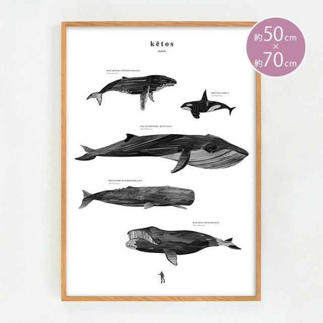 ポスター 北欧 Ketos k?tos 50×70cm 50x70cm ココラパンデザイン Coco Lapine Design 人気・おすすめ｜使いやすい・旅行におすすめ 品質保証 全国発送 正規品・日本国内発送・安心保証付き