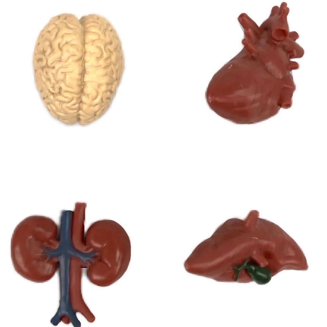新品＊リアル ミニ臓器 4種 内蔵 人体模型 脳 心臓 脾臓 腎臓 ミニチュア 早期教育 ホルマリン漬け 医学 医療 研究 勉強 解剖学 手術 説明  シュミレーション イメトレ 臓器マニア 持ち運び フォロー割 E602 - メルカリ