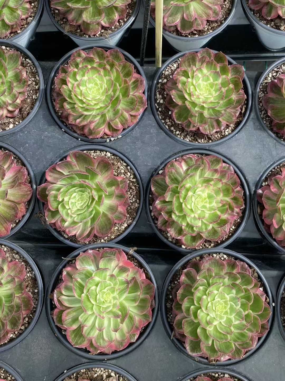 メルカリ便発送♡　月光妖精錦　抜き苗　多肉植物 メルカリ便発送♡ 月光妖精錦 抜き苗 多肉植物