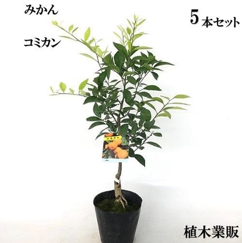 5本セット コミカン 小ミカン樹高0.6m前後15cmポット