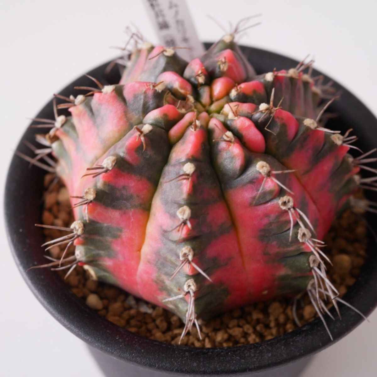 メルカリshops ギムノカリキューム 緋牡丹錦 接下 サボテン 多肉植物 鮮やかで珍しい