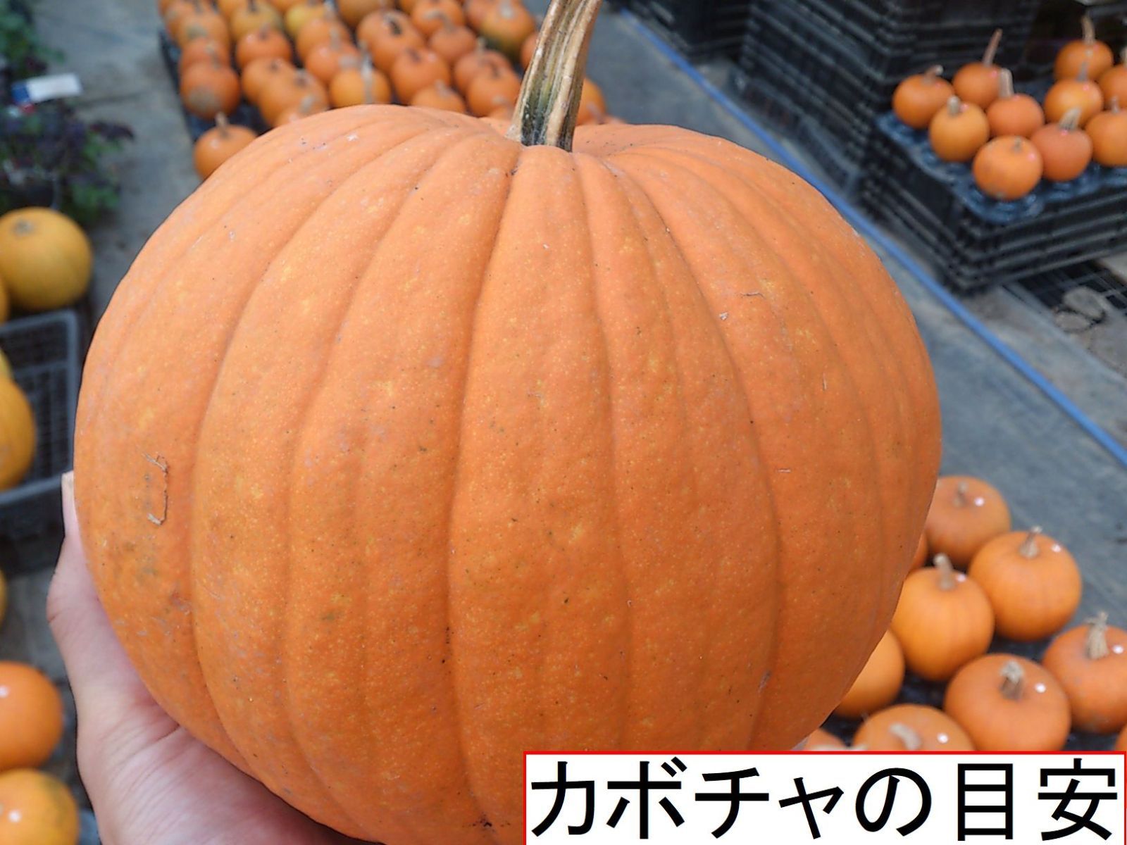 ハロウィン ジャックオーランタン用かぼちゃ １個 Sサイズ1kg台 ...