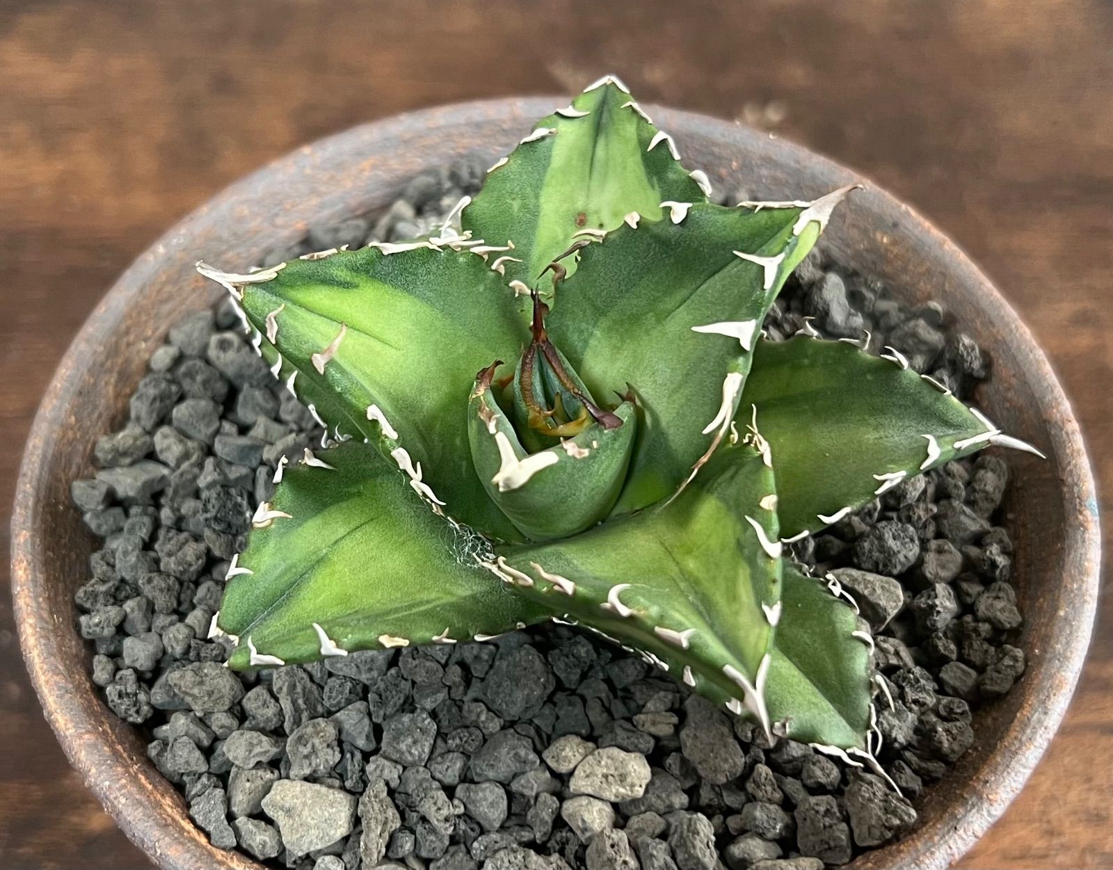 Agave /アガベ チタノタ 福建白鯨 ソーラーエクリプス 強棘 発根剤み