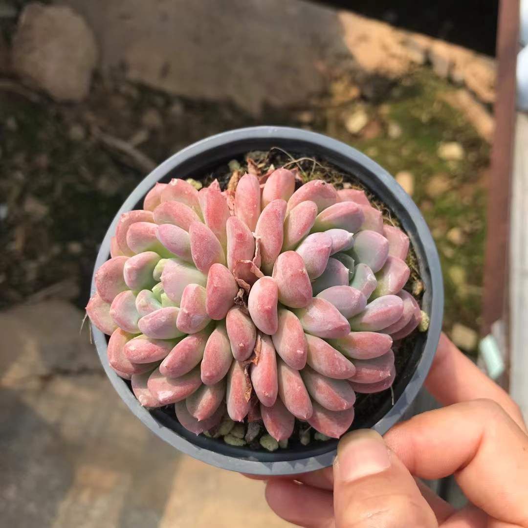 SKL1214×36 メノウダブル 抜き苗 多肉植物 アエオニウム エケベリア 韓国苗