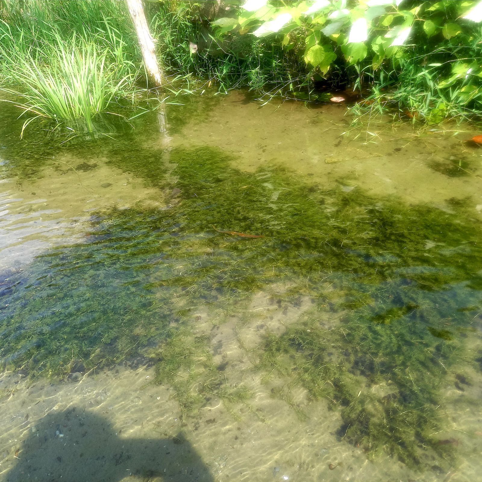 在来種のアナカリス 【クロモ】株ごと50本以上 阿蘇の湧水で育った日本