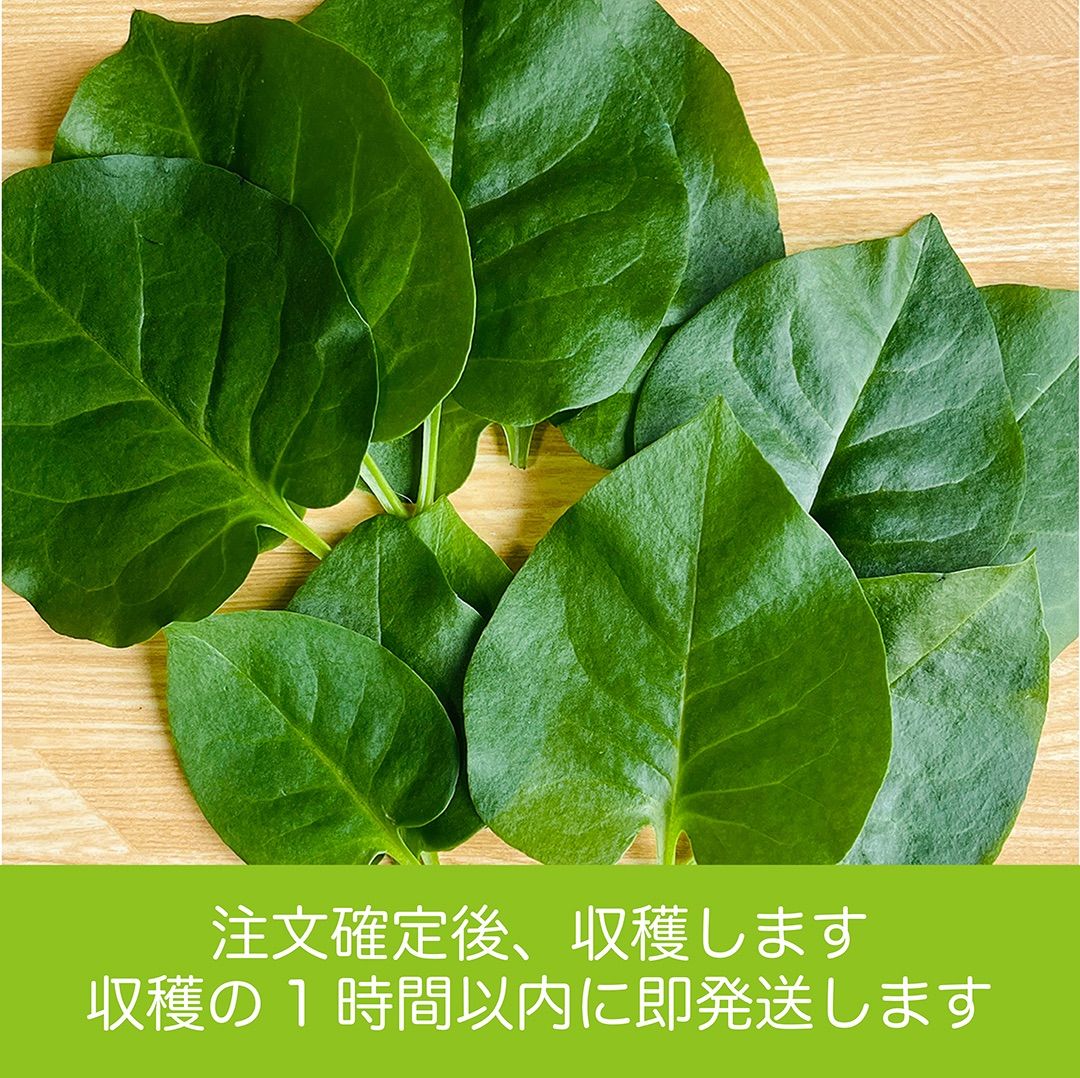 オカワカメ おかわかめ 約200g 雲南百薬 宮崎県産 農家直送 栄養