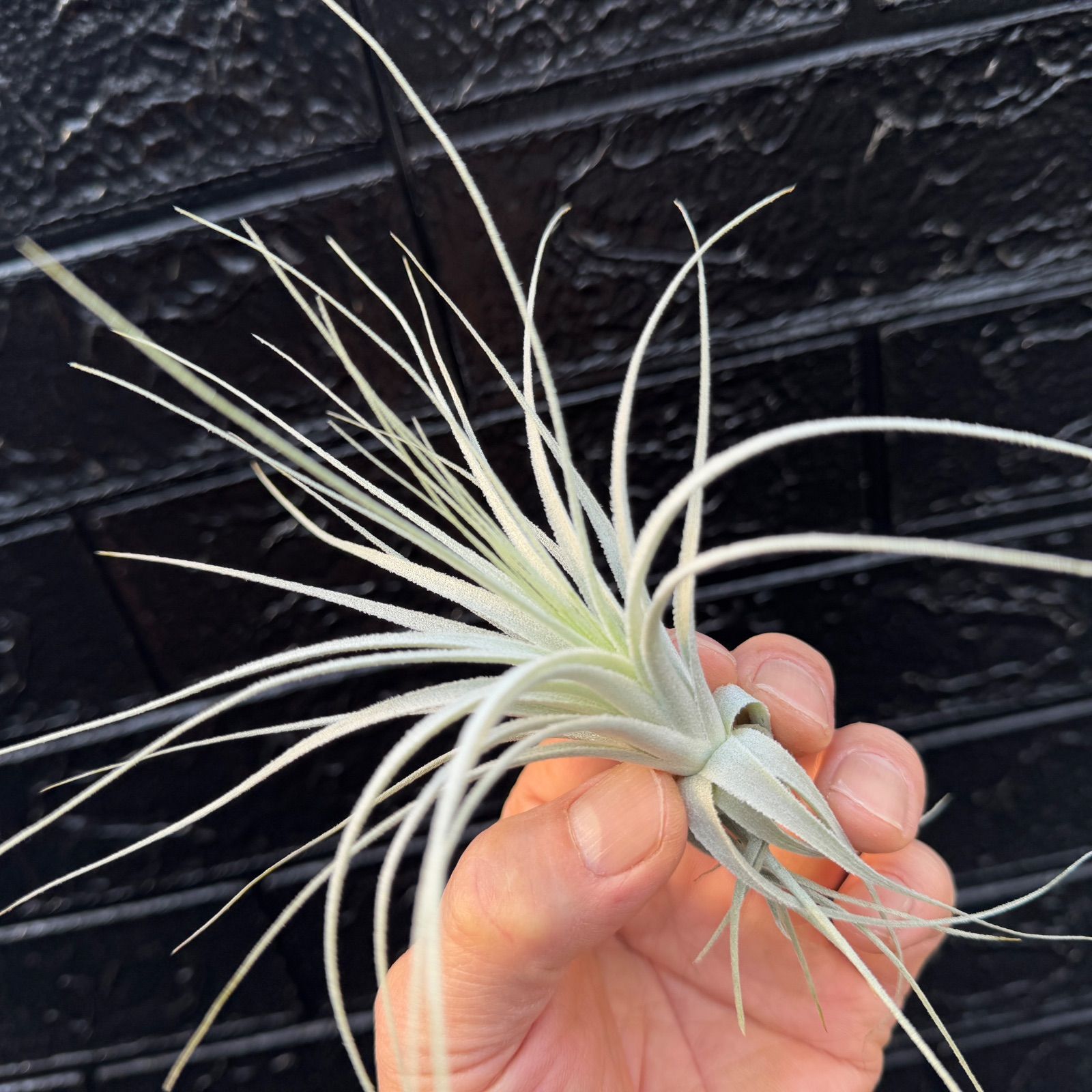 小株＊ チランジア チャペウエンシス チュリフォルミス Tillandsia chapeuensis var.  turriformis＊エアプランツ＠フラワーショップ江口 - メルカリ