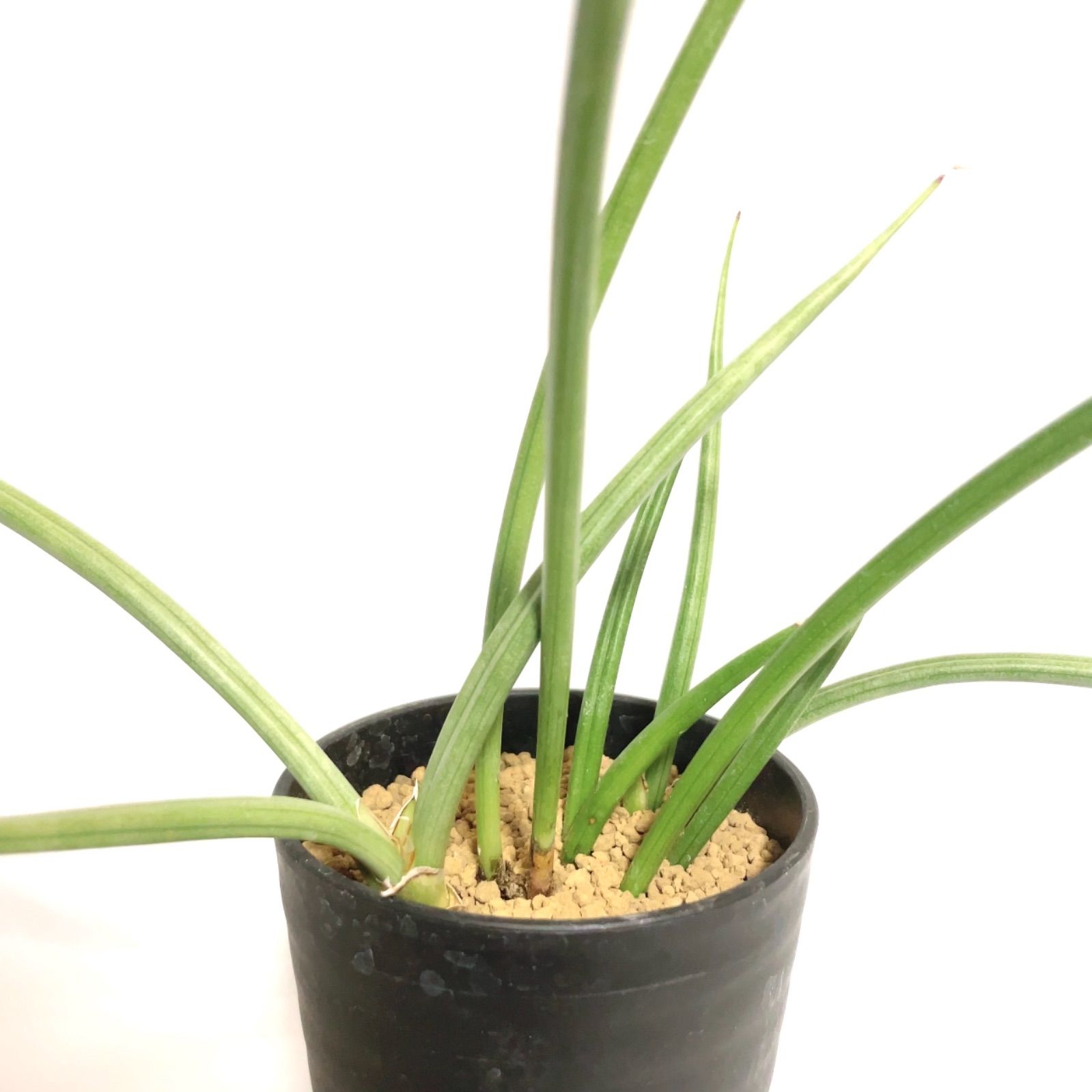 サンスベリア カナリキュラータ sansevieria canaliculata - メルカリ