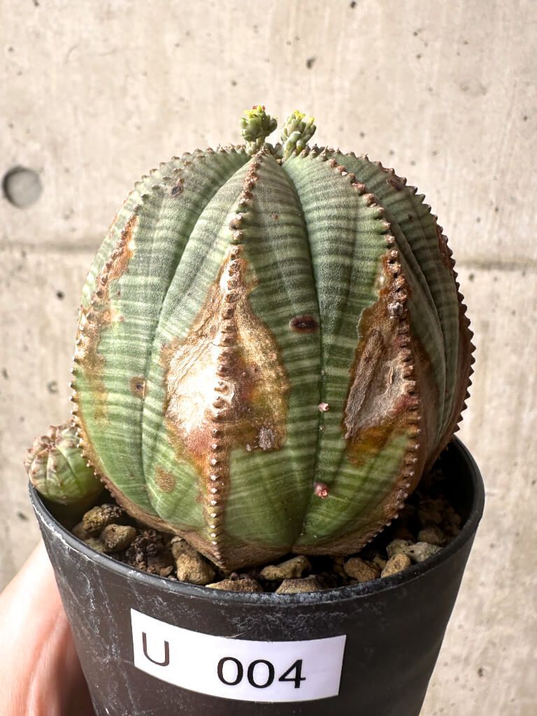 現品限り】ユーフォルビア・オベサ【U4】 Euphorbia obesa【植物】塊根