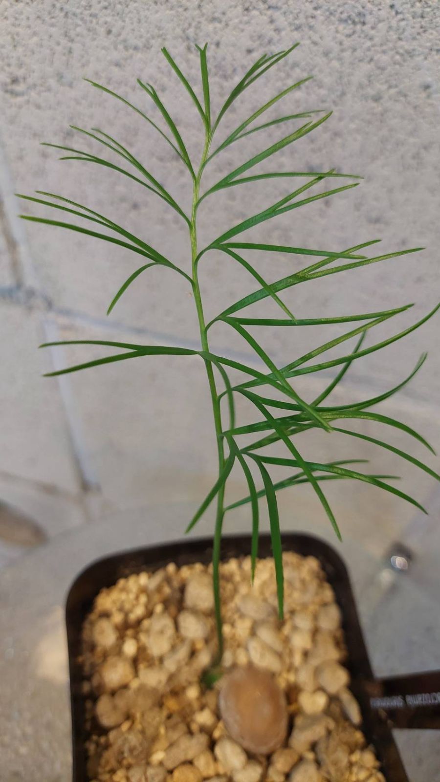 ◇マクロザミア ステノメラ 実生苗！◇Macrozamia stenomera