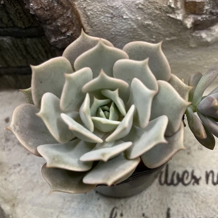 エケベリア　まとめ売り 262:Echeveria 'Preserved Egg'(エケベリア プリザーブドエッグ
