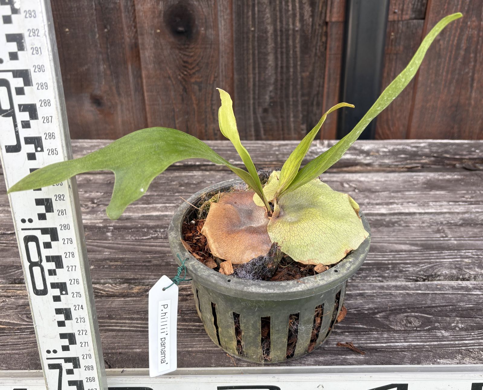 ビカクシダ ヒリー’パマナ’ ④ Platycerium hillii Panama