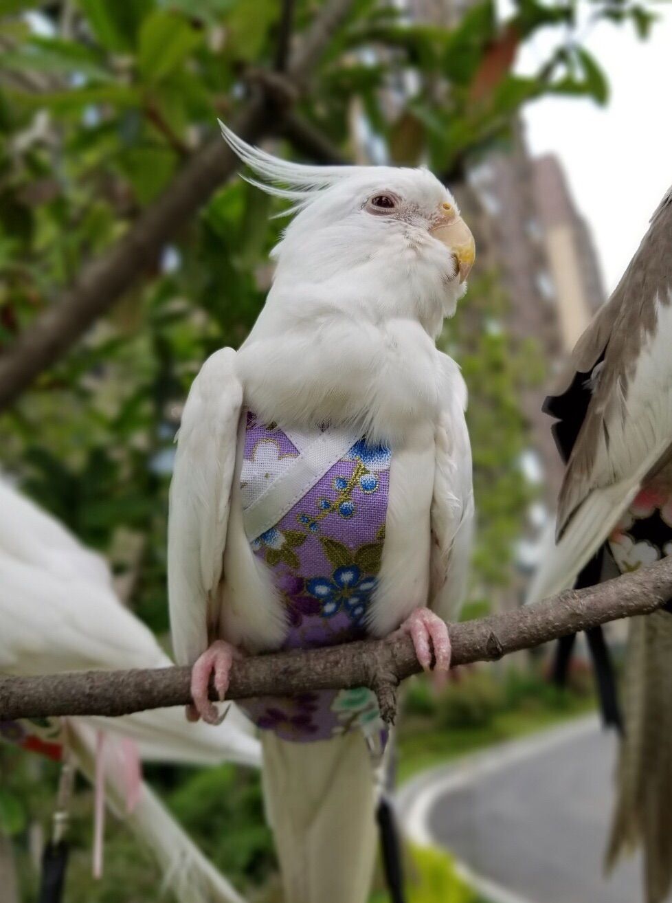 BUGUUYO ペット オウム おむつ フライト スーツ オカメインコ おむつ