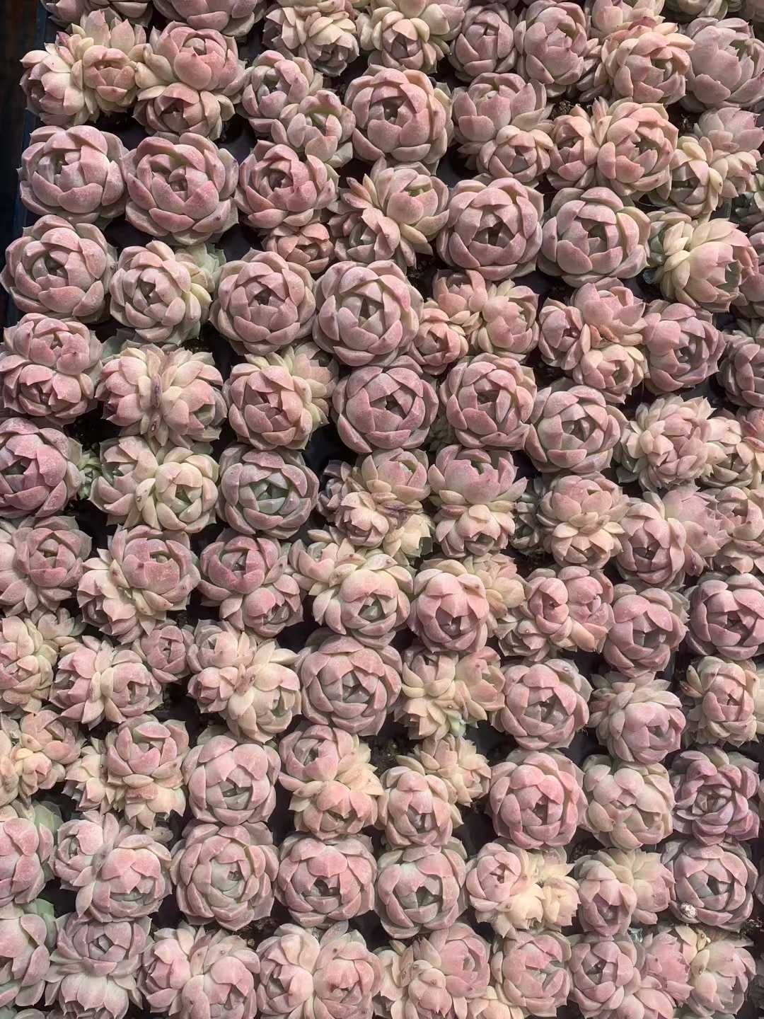 新発売 QS67 ピンクロータス 105苗セット 土と根付き 多肉植物