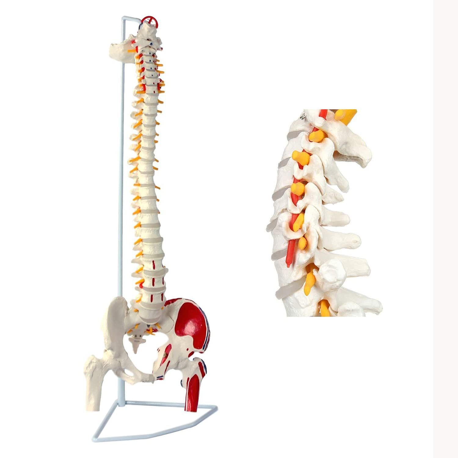 特価セール】医学 教材 股関節 腰椎 背骨 脊髄 脊柱可動型モデル，大腿骨，筋・起始／停止表示付 【90cm - 脊柱模型，筋の起始・停止部を着色  実物大 人体模型 脊椎骨盤模型 スタンド付き】 可動式 模型 脊椎 timiland - メルカリ