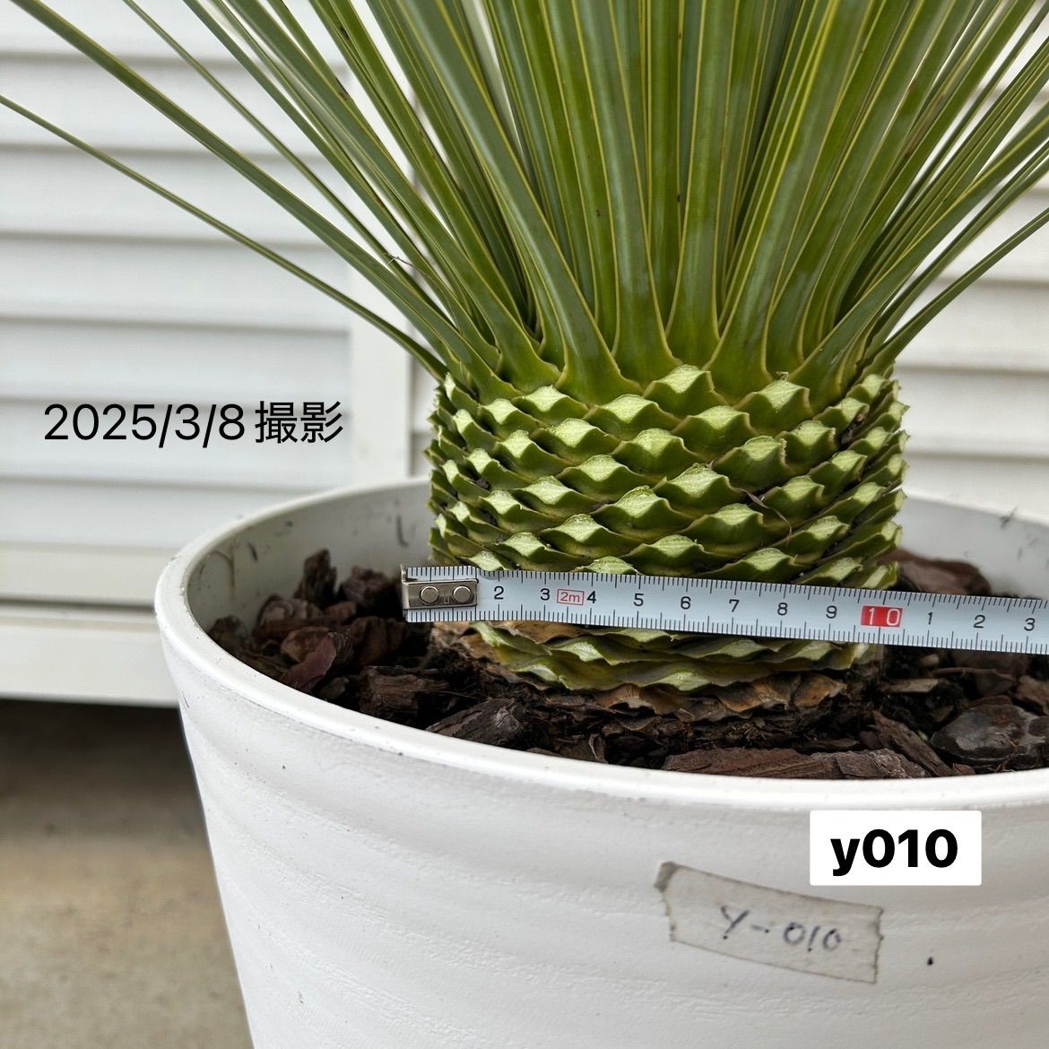 ユッカ ロストラータ 鉢つき ユッカ ロストラータ 9号鉢つき ダブル❗