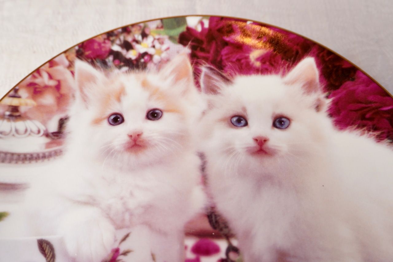 イギリス ヴィンテージ 猫 絵皿 コレクションプレート イギリス