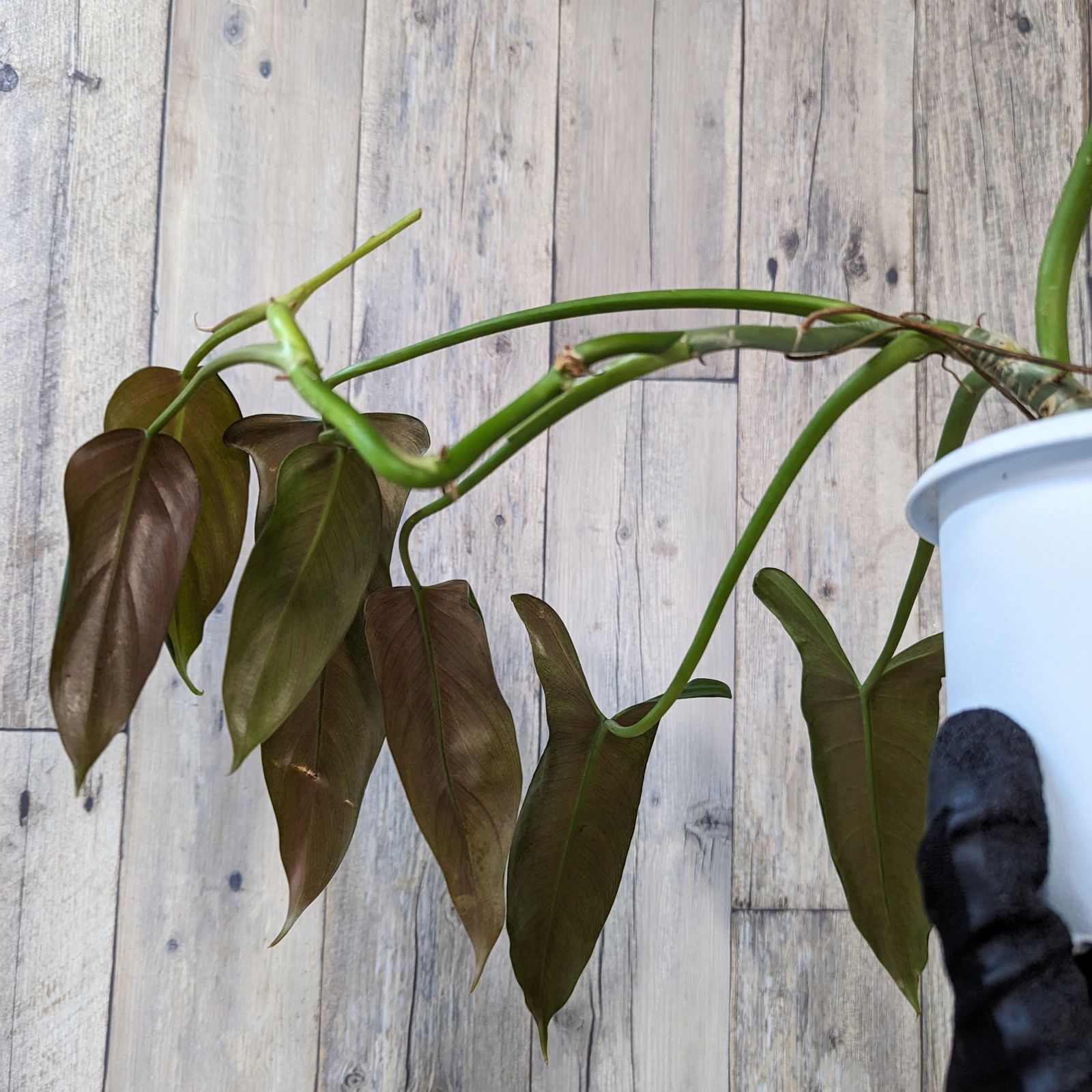 レア】フィロデンドロン サヤカ philodendron SAYAKA - メルカリ