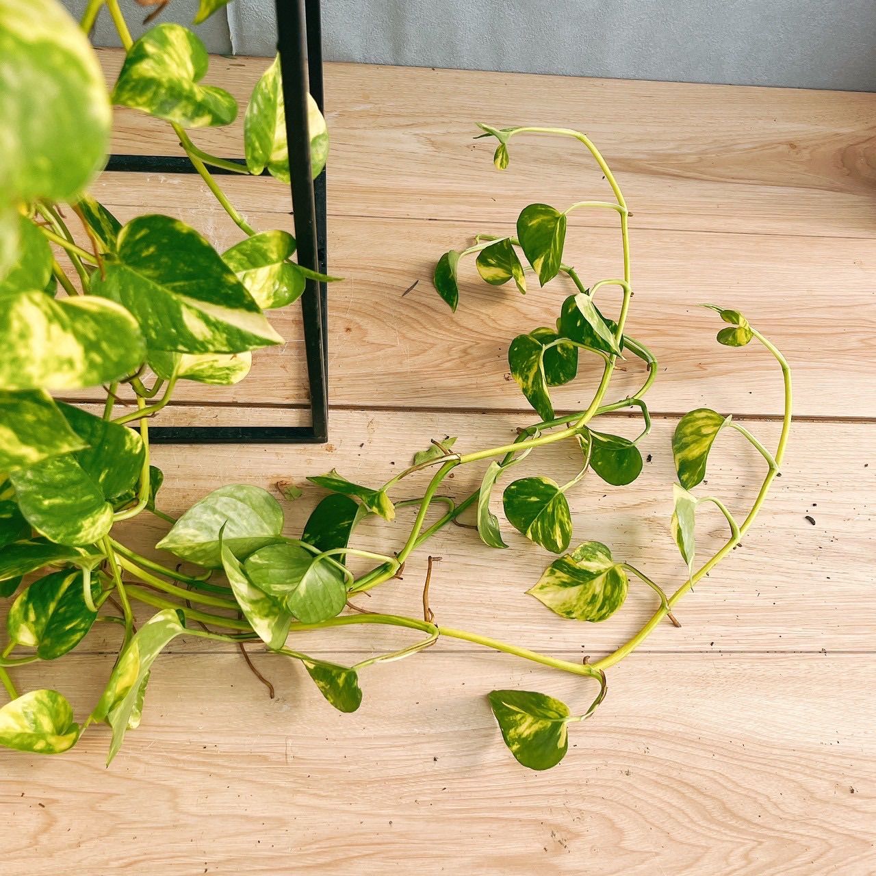 現品］ボリューム満点！ 5番 ポトス フラッシュ 5号 観葉植物 