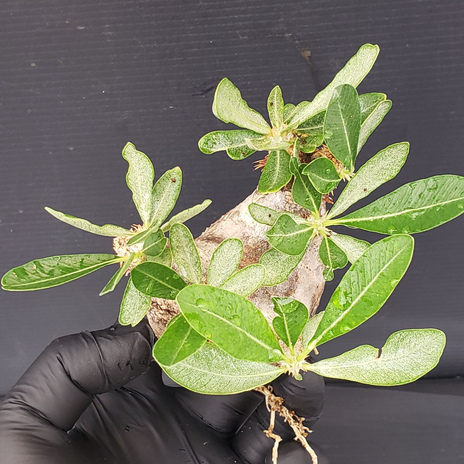 V248【自社養生発根株】Pachypodium 品種不明株（SS）（現地球