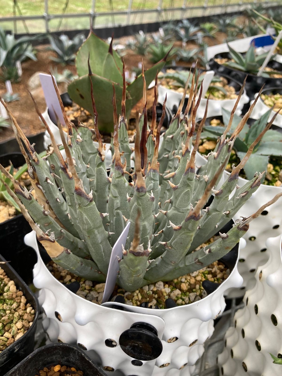 とげまる園芸 エボリスピナ 安心のバチバチ発根済み個体 鉢ごと発送