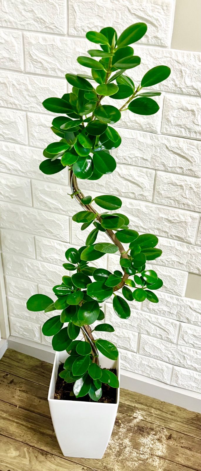 大株‼️曲がり✨パンダガジュマル‼️幸運を招く！