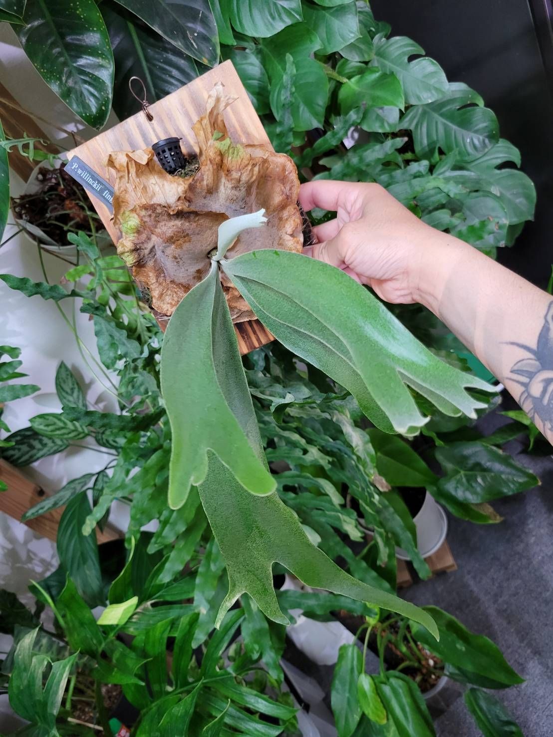 No.93 ビカクシダ フィンガーダンサー リドレイドワーフ 板付け セット