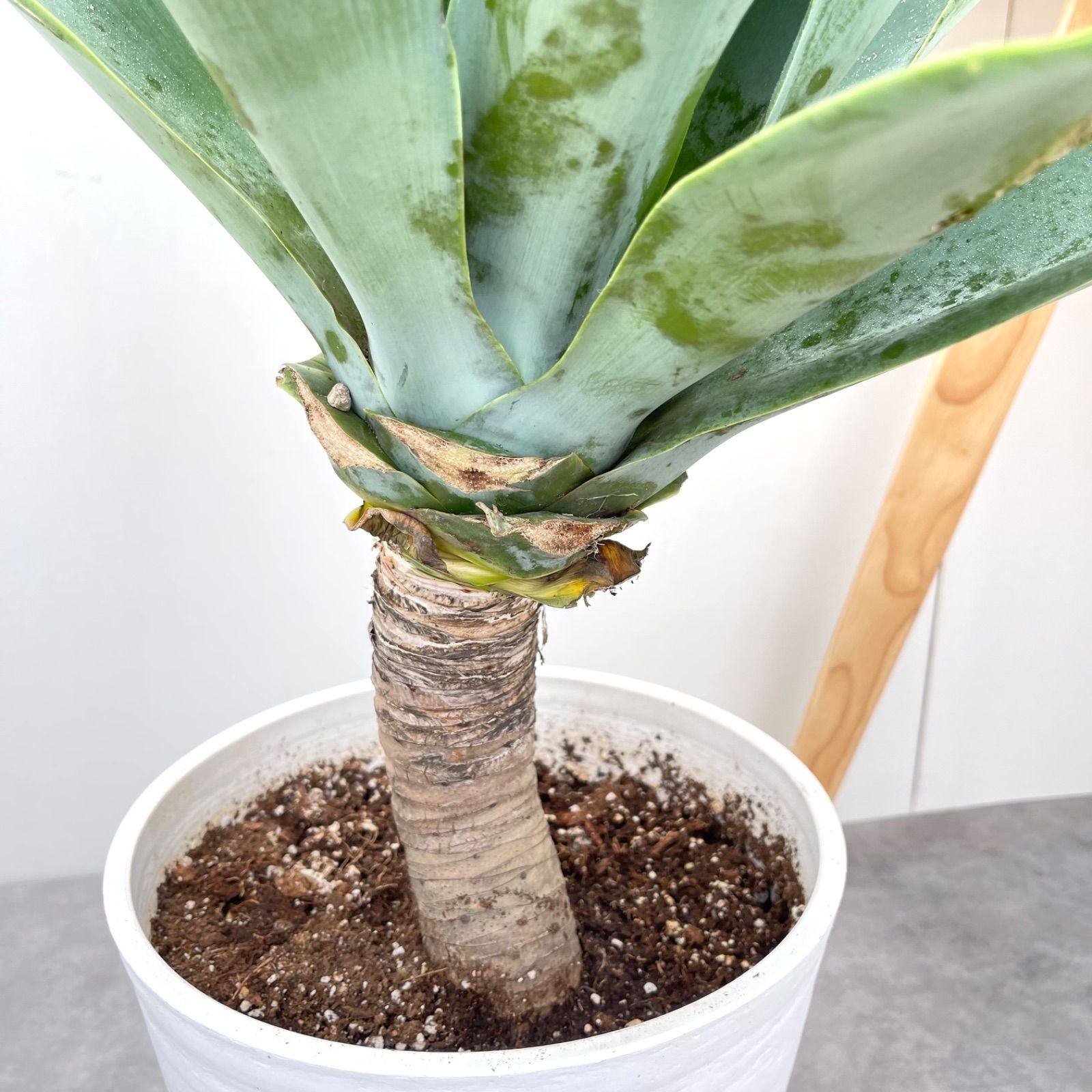 アガベ セール アテナータ ボーチンブルー 4【現品】☆希少☆ 観葉植物