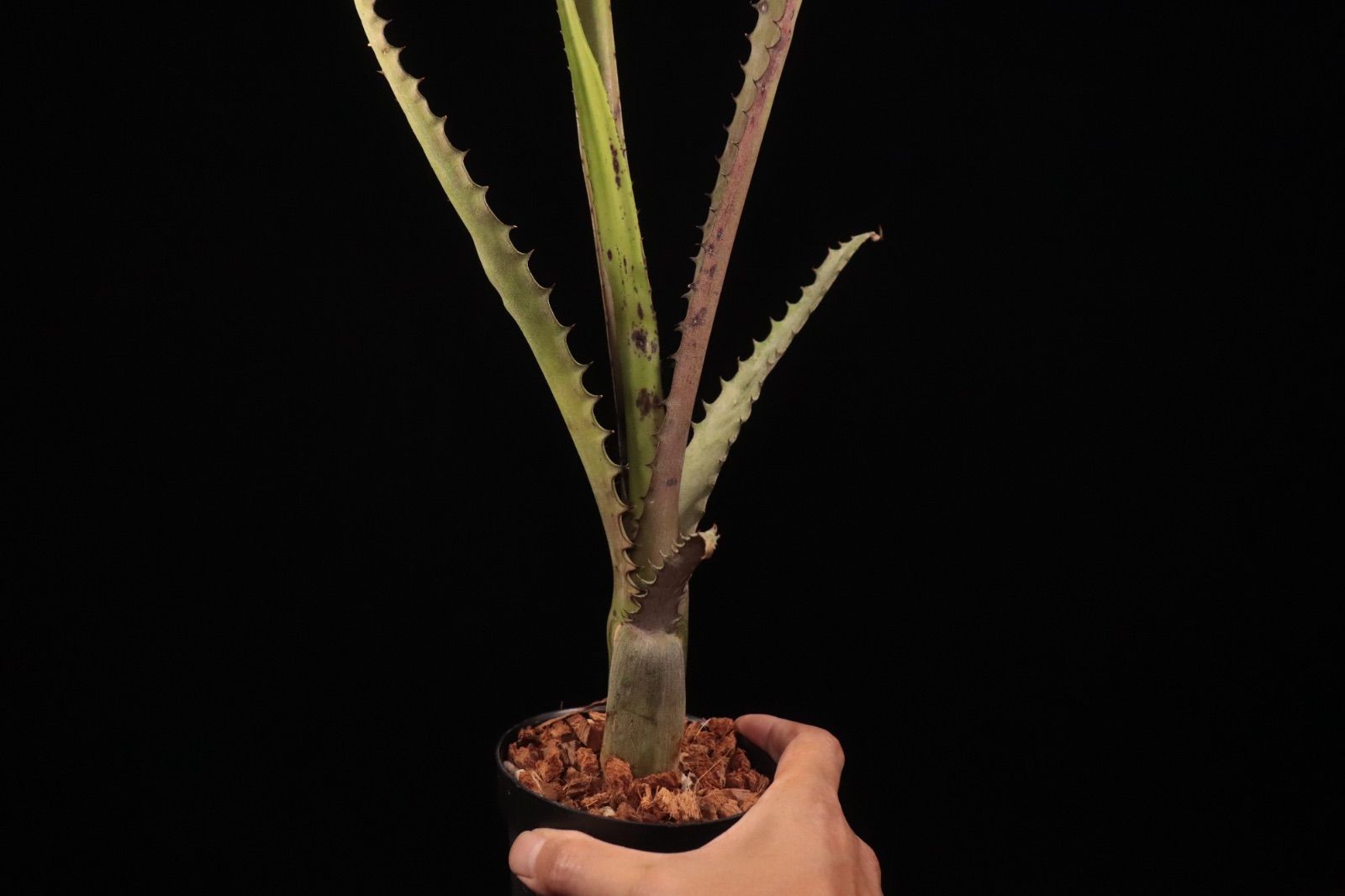 【送料無料】Aechmea tocantina〔エクメア〕現品発送A0164 送料無料】Aechmea tocantina〔エクメア〕現品発送A0164 | plane