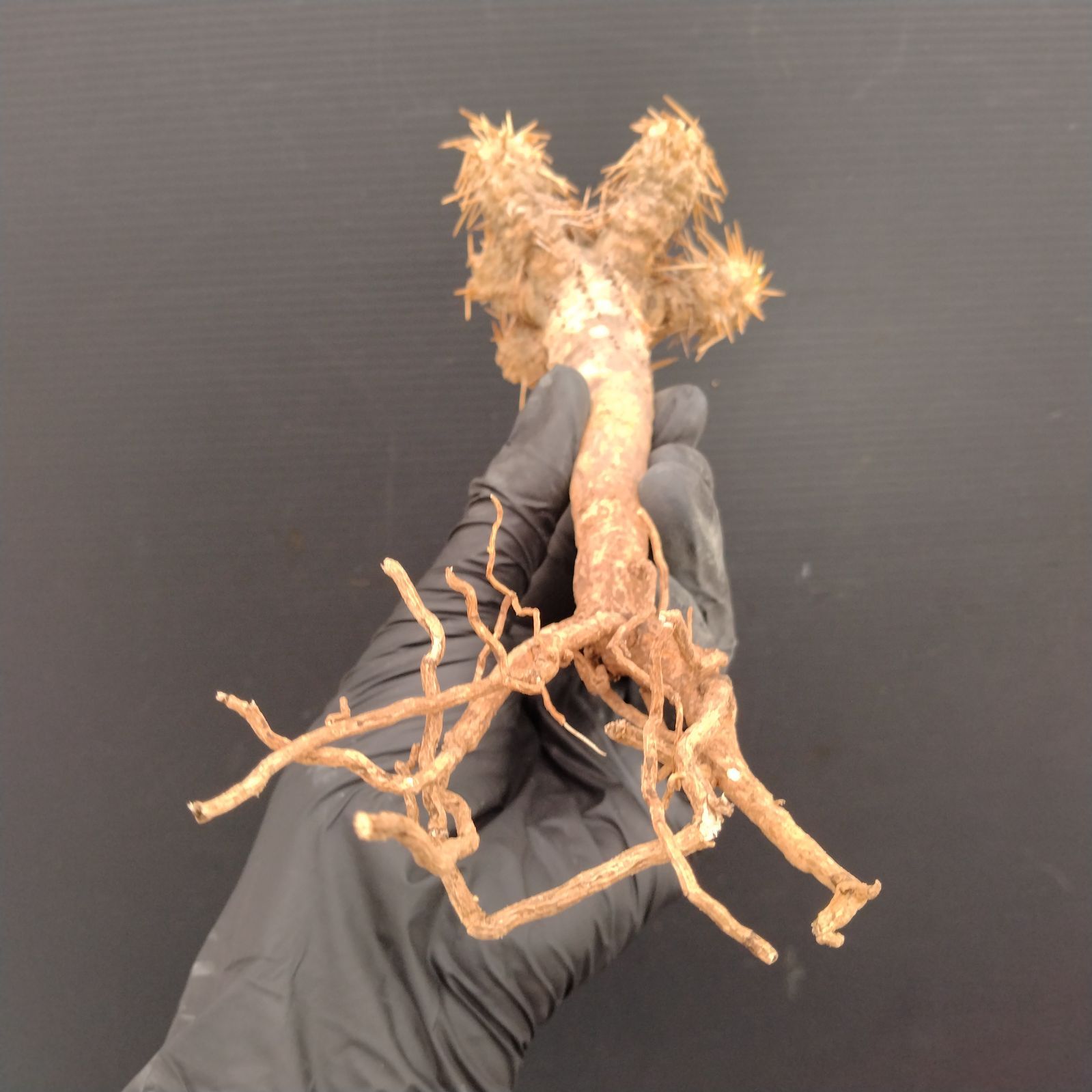 V204【最新到着】 Euphorbia ギラウミニアナ（S）（現地球・抜き