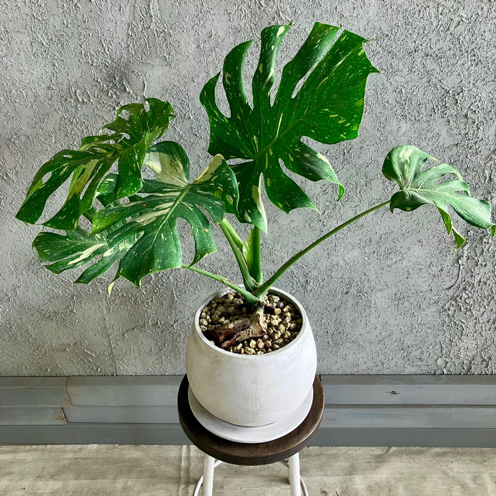 厳選された植物と鉢】斑入り 希少品種 モンステラ イエローモンスター